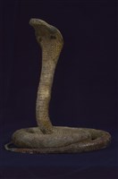 藏品(印度眼鏡蛇)的圖片